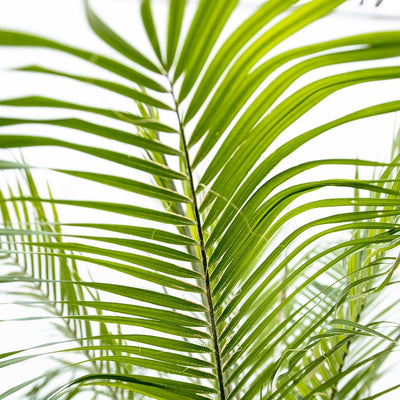 Phoenix Roebelenii Palme auf Stiel, 190-200cm