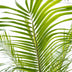 Phoenix Roebelenii Palme auf Stiel, 190-200cm Bild 2