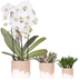 Kolibri Company | Bloom Sand Plant Set | White Niagara Falls Orchid 12cm + Green Plants incl. Bloom Sand Planters Bild 1