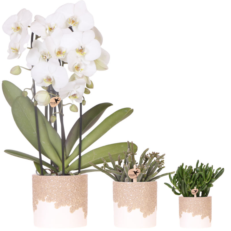 Kolibri Company | Bloom Sand Plant Set | White Niagara Falls Orchid 12cm + Green Plants incl. Bloom Sand Planters