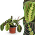 Green BoutiQ Maranta Fascinator Tricolor - Prayer Plant - 12cm Pot Bild 1