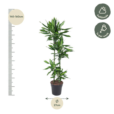 Dracaena Cintho 150 cm - Attraktive Zimmerpflanze mit buntem Blattrand