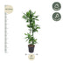 Dracaena Cintho 150 cm - Attraktive Zimmerpflanze mit buntem Blattrand Bild 2
