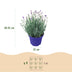Lavendel 'Hidcote' - 3 winterharte Pflanzen im 12cm Topf Bild 3