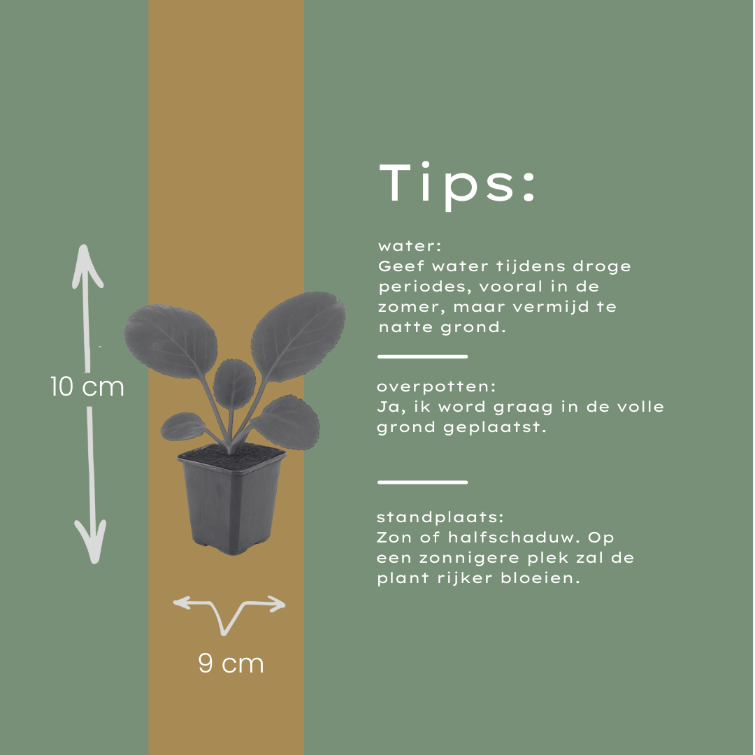 12x Bergenia cordifolia (Schuhplattlerpflanze) 10-25cm, Ø9cm