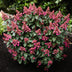 Gartenhortensie 'Living Infinity' – Winterhart, Weiß, 12cm Topf Bild 6