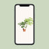 Monstera Thai Constellation – 15cm Pot – 75cm Height Bild 5
