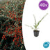 48x Cotoneaster suec. 'Coral Beauty' - ↕10-25cm - Ø9cm Bild 1