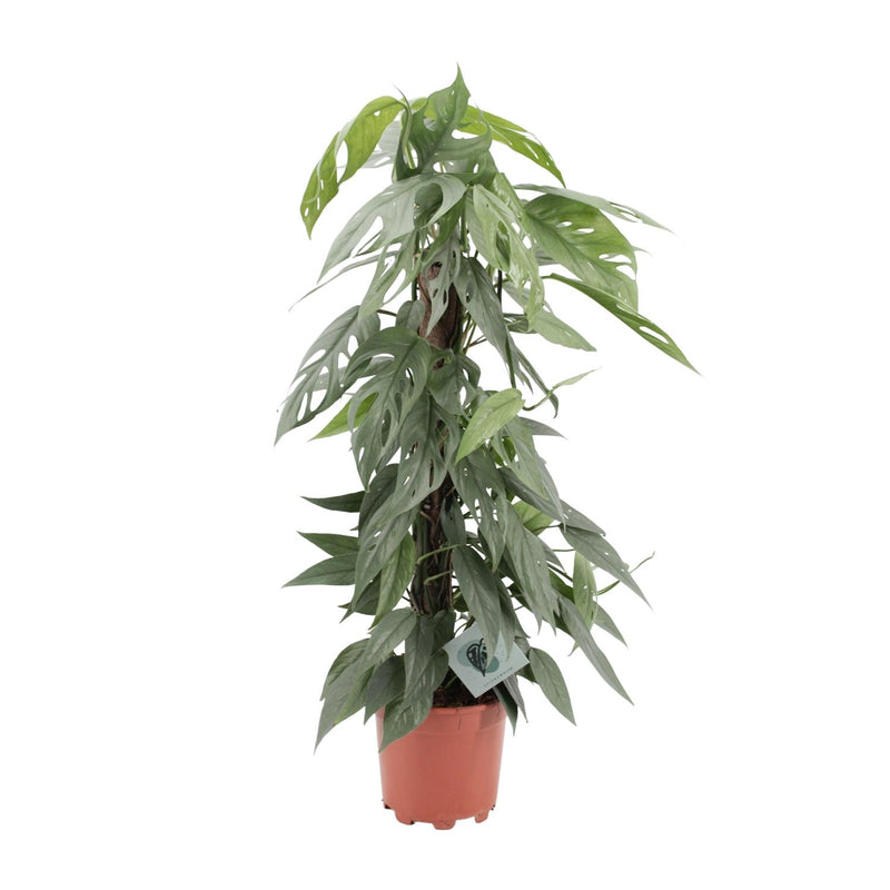 Epipremnum Pinnatum Cebu Blue Ø17cm - Unique Houseplant