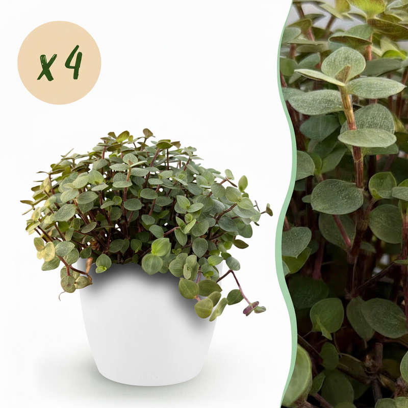 Calissia repens Katzengras, 4 Pflanzen inkl. Topf, haustierfreundlich