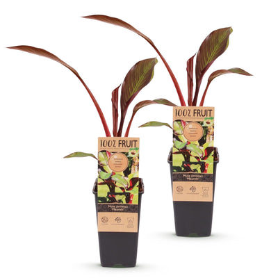 Green boutiQ - Fruit plant - Musa ensete Maurelli - Banana tree - Hardy - Red-Green - 2 Plants - Pot 15cm - Height 50cm