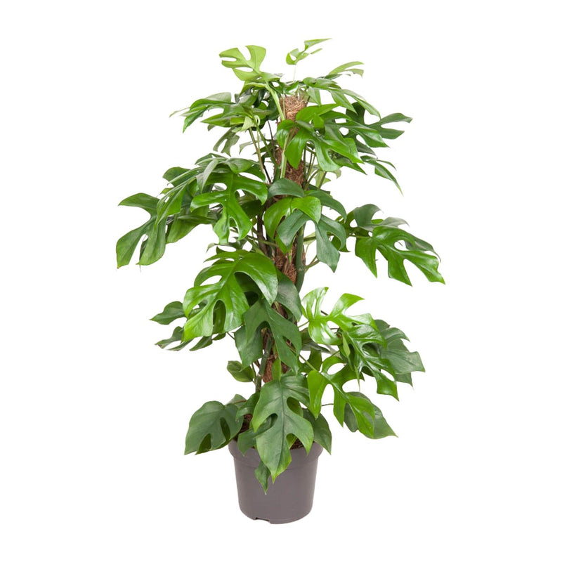 Monstera Minima Zimmerpflanze – 80cm Höhe, Ø19cm Topf