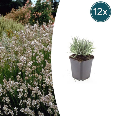 Lavendel 'Edelweiss' - Weiße Blütenpracht im 9cm Topf