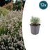 Lavendel 'Edelweiss' - Weiße Blütenpracht im 9cm Topf Bild 1
