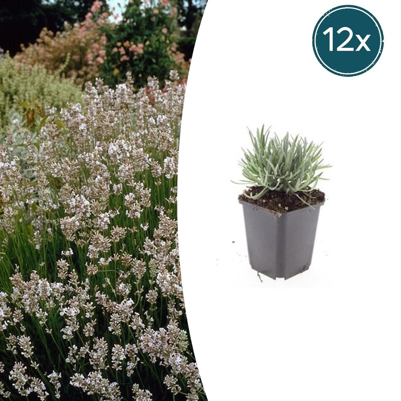 Lavendel 'Edelweiss' - Weiße Blütenpracht im 9cm Topf