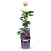 4x Clematis Etoile Viol - Waldrebe Étoile Violette - Lila - Kletterpflanze - Ø9cm - ↕35cm Bild 2