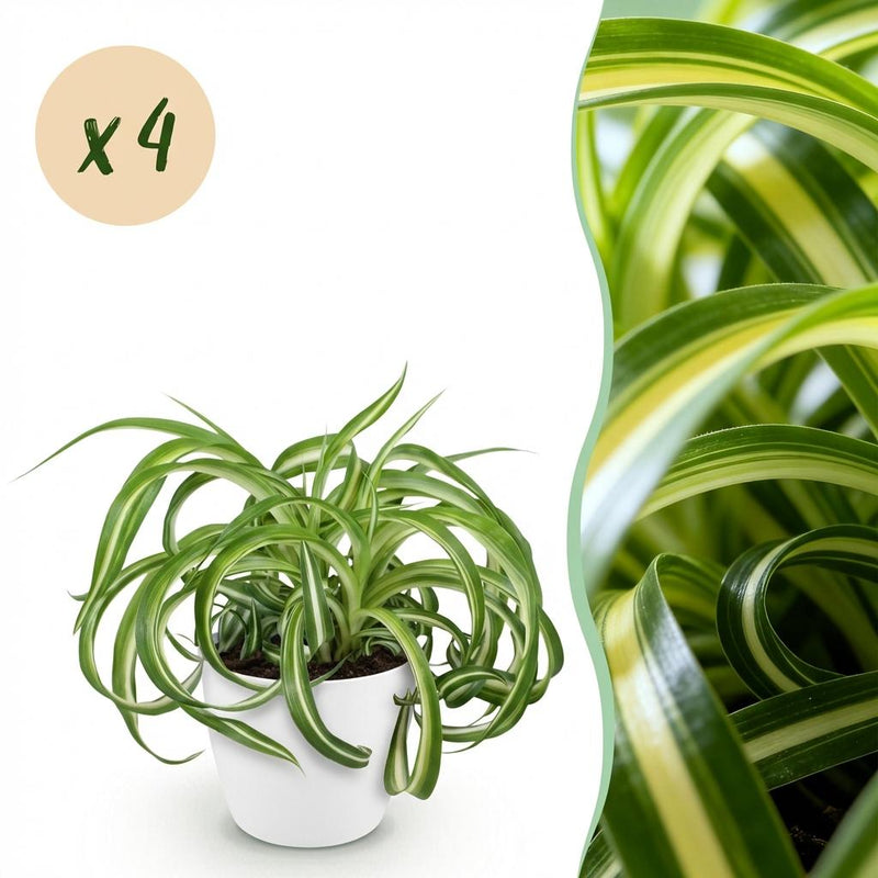 Chlorophytum comosum Bonnie – Lockige Graslilie – 4 Pflanzen – Weißer Topf