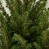 4x Picea glauca Conica - Zuckerhutfichte - Grün - Weihnachtsbaum - inkl. Jutesack - Ø17cm - ↕65cm Bild 4