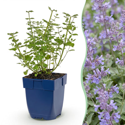 Green boutiQ - Perennial - Nepeta faassenii Walker's Low - Catnip - Bee and Butterfly Attractors - Blue - 24 Plants - Pot 11cm - Height 15-25cm