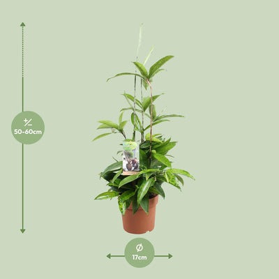 Dracaena Surculosa Ø17cm ↕55cm - Luftreinigender Dragontree