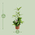 Dracaena Surculosa Ø17cm ↕55cm - Luftreinigender Dragontree Bild 2