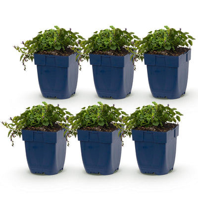 Green boutiQ - Perennial - Campanula posch. Stella - Peachleaf Bellflower - Ground Cover - Purple - 6 Plants - Pot 11cm - Height 15-25cm