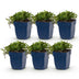 Green boutiQ - Perennial - Campanula posch. Stella - Peachleaf Bellflower - Ground Cover - Purple - 6 Plants - Pot 11cm - Height 15-25cm Bild 1