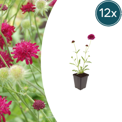 12x Knautia macedonica (Mazedonische Witwenblume) - 10-25cm