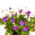 Geranium Rozanne 'Purple', Ø19cm, 20-30cm Bild 4