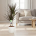 Dracaena Magenta - 17cm Topf, 80cm hoch Bild 3