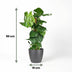 Monstera Deliciosa on Moss Pole, 90cm, Pot 19cm Grey Bild 3