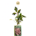 6x Clematis 'Marjorie' - Rosa Kletterpflanze im Ø9cm Topf Bild 2