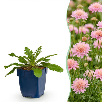 Green boutiQ - Perennial - Scabiosa col. Pink Mist - Scabious - Bee and Butterfly Attractors - Pink - 12 Plants - Pot 11cm - Height 15-25cm