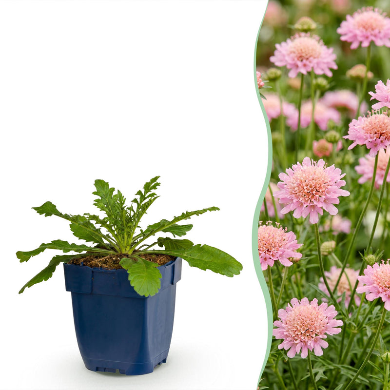 Green boutiQ - Perennial - Scabiosa col. Pink Mist - Scabious - Bee and Butterfly Attractors - Pink - 12 Plants - Pot 11cm - Height 15-25cm