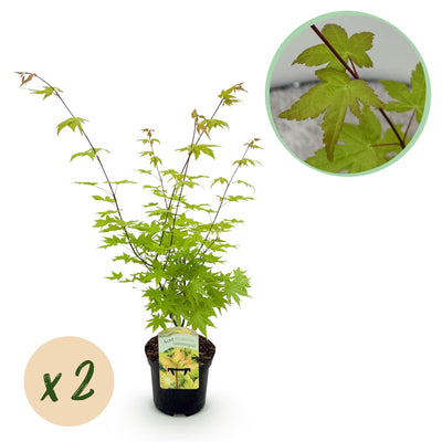 GreenboutiQ Japanischer Ahorn Summergold, Gelb, 2 Pflanzen, 70cm
