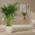 Areca-Palme Dypsis Lutescens im Ø21cm Topf, 110cm hoch – Goldpalme Bild 2