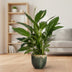 Spathiphyllum Vivaldi Friedenslilie – Ø17cm, ↕70cm Bild 3
