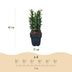 GreenboutiQ Euonymus Green Spire: Immergrüne Heckenpflanze, 6 Stück Bild 3
