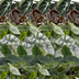 6x Baby Alocasia: Rot, Grün, Schwarz, Silber, Grau - Ø6cm Bild 4