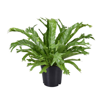 Asplenium Nidus Crissie Wurmfarn - Ø17cm - ↕40cm