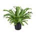Asplenium Nidus Crissie Wurmfarn - Ø17cm - ↕40cm Bild 1