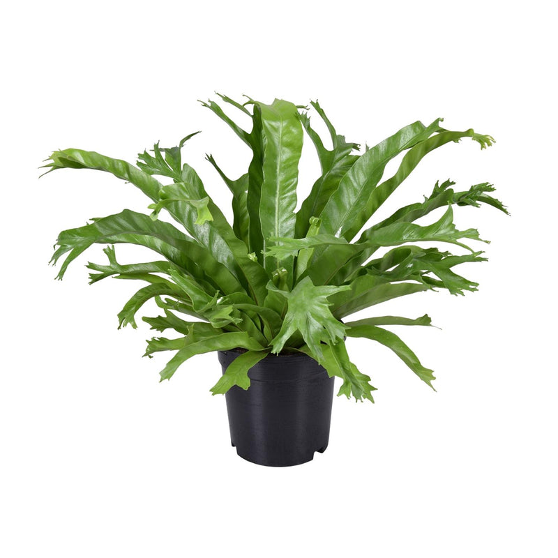 Asplenium Nidus Crissie Wurmfarn - Ø17cm - ↕40cm