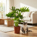 Philodendron Lickety Split, pflegeleichte Zimmerpflanze, 70cm Bild 5
