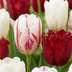 60x Tulpen Dutch Design - Pink & Weiß - Frühjahrsblüher (11/12) Bild 1
