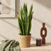 Green boutiQ: 2x Sanseveria Laurentii Zimmerpflanzen, pflegeleicht Bild 5