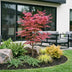 Japanischer Ahorn 'Phoenix' - Acer palmatum, Topf 26cm, 90cm Bild 8