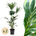 Green boutiQ - Zimmerpflanze - Howea Forsteriana - Kentia Palme - Wenig Pflege - Grün - 2 Pflanzen - Topf 21cm - Höhe 120-130cm Bild 1