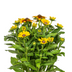 Rudbeckia Summerina Ø19cm - 45-60cm Höhe: Lebhafte Blütenpracht für Ihren Garten Bild 3