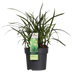 3x Carex morrowii 'Irish Green' - Ziergras, ca. 30cm, Ø14cm Topf Bild 3