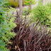 Phormium 'Rubra Nana' – 50cm – Dunkelrotes Ziergras für Innen Bild 5